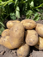 Бесплатная Доставка в Пятницу-05.01 прямо в квартиру. Белорусские сорта: Скарб - внутри жёлта