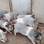 Продам поросят вьетнамской породы. Привиты