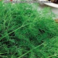 Укроп Аллигатор 2г