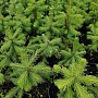 Продаём ель голубую (picea pangens), сорт Glauka Misti Blue, с закрытой корневой системой. Это в