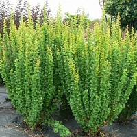 Барбарис Erecta 30-40 см