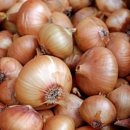 Лук
