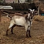Продам альпийского козлика, 8, 5 мес. Документы не оформлялись, но происхождение известно до 6-г