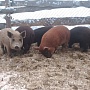 Продаются поросятяа, мама кармал, папа венгерская мангалица, 9 недель, кушают самостоятельно, кр