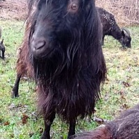козел