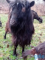 козел