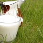 Молоко козье