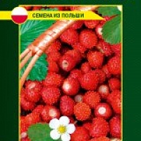 ЗЕМЛЯНИКА БАРОН СОЛЕМАХЕР