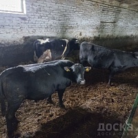 Продам 3 быка живок 400+.