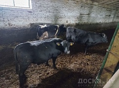 Продам 3 быка живок 400+.