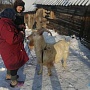 Продам породистого козла