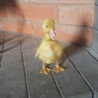 Утята агидель