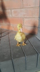 Утята агидель