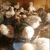 Продам цыплят доминантой Суссекс, голубой, черный. им месяц и 3 недели. Есть количество