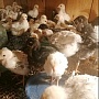 Продам цыплят доминантой Суссекс, голубой, черный. им месяц и 3 недели. Есть количество