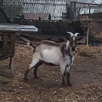 Продам альпийского козлика, 8, 5 мес. Документы не оформлялись, но происхождение известно до 6-г