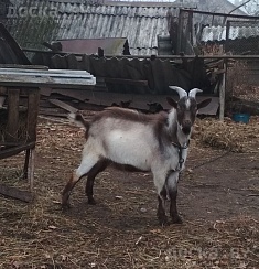 Продам альпийского козлика, 8, 5 мес. Документы не оформлялись, но происхождение известно до 6-г