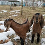 Продам двух 93.75% англо-нубийских козочек. Родились 18.02.2022 в тройне. Обезрожены, витаминизи