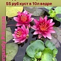 Водяные лилии кувшинки