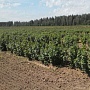 Продаём саженцы смородины разных сортов: чёрной, красной, розовой, белой для механизированного и