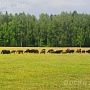Продам февральских ягнят на племя , есть выбор. порода курдючная. Эдильбай + Гиссар . Продажа то