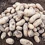 Продам домашний картофель отличного качества, экологически чистый, отобранный вручную, без болез