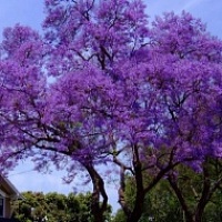 Павловния саженцы