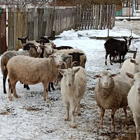 Продам молодую ухоженную котную спокойную козу все вопросы по телефону