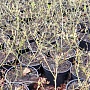 Продаём саженцы голубики садовой (микроклонального размножения растений in vitro) разных сортов.
