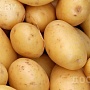 Домашний картофель 5+. Чистый, без парши и проволочника, сорта: Королева Анна, Бриз и Гала.