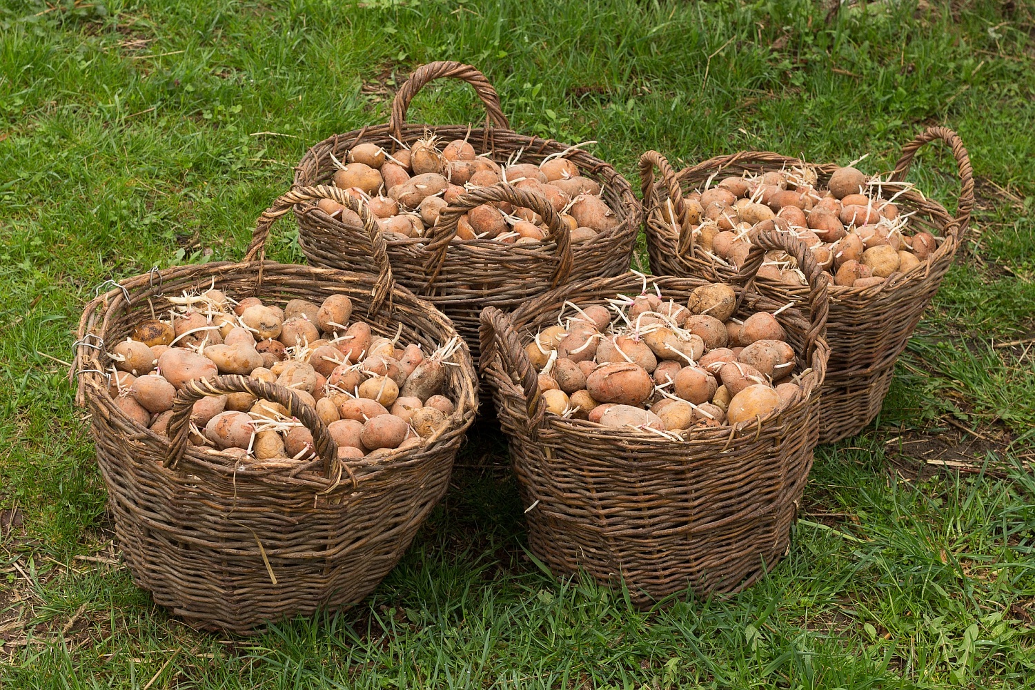 Картофель