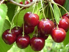 Любская