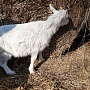 Продаётся молодая коза зааненской породы возраста 3 месяца. Высокие удои и очень вкусное молоко