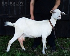 Продаём англо-нубийскую 75% козочку по кличке Вишня. Родилась 3.11.2023 одна в окоте. Прокол