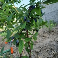 Жимолость саженцы Разные сорта