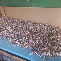 Продам Чеснок