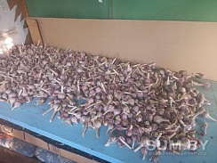 Продам Чеснок