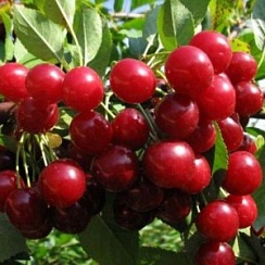 Сеянец 1