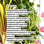 Микрозелень