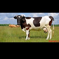 Куплю, Коров, Быков, Лошадей, Телок, Живым или убойным весом , приедем в любое удобное для вас в