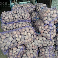 Картофель продовольственный 40 т.
