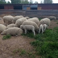 Стрижка овец