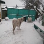 100 процентный англо-нубийский козел с документами приглашает козочек на вязку. (Козел опытный,