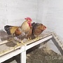 Продаю петухов Билефельдеры нахожусь 6км. От Мкада Гродненское направление.