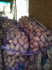 Овощи - картофель Алексей Мартинович 1/7 Продам домашний картофель. Доставка Минск (все рай