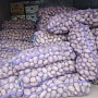 Картофель столовый. Гала, Волат, Манифест(калибр 5+) Без болезней, только опт до 10 тонн за отгр