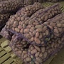 Реализуем картофель "Манифест". Собственное производство. Имеются все необходимые документы. Сам