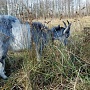 Продаю молодую козу тогенбургской породы возраста 10 месяцев. Цена за козочки 150 рублей. Высоки