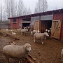 Продам отару овец прекос 32 штуки после трёх , двух и одного окота Баран иль-де-франс Яркие и
