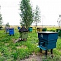 Продам мёд оптом. Мед свежий 2022 года (разнотравье). Пасека(70 ульев) в Брестской области недал